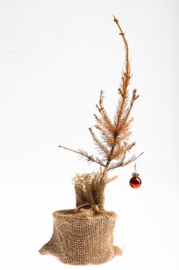 ölü Noel ağacı