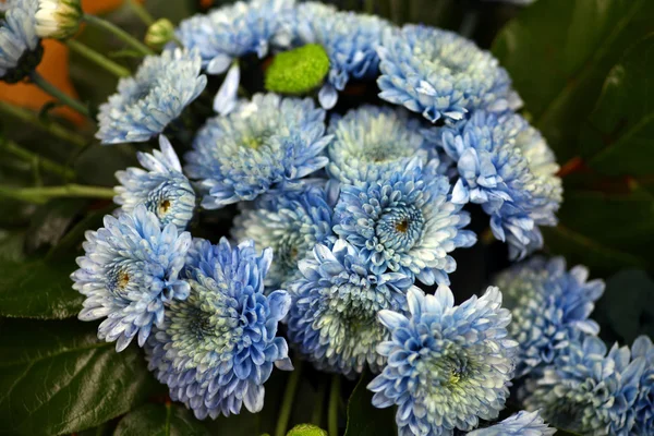 Синие цветы — стоковое фото