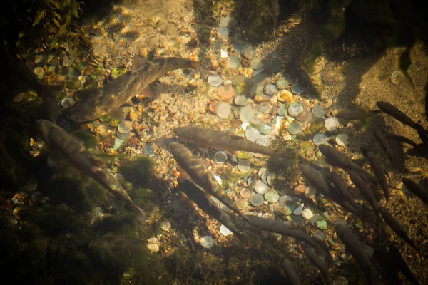 Hochwinkelbild Vieler Fische Klarem Wasser Mit Münzen Auf Dem Boden — Stockfoto