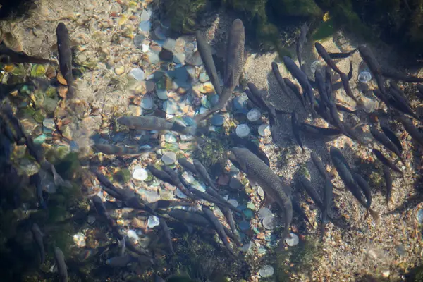 Hoge Hoek Beeld Van Veel Vissen Een Helder Water Met — Stockfoto