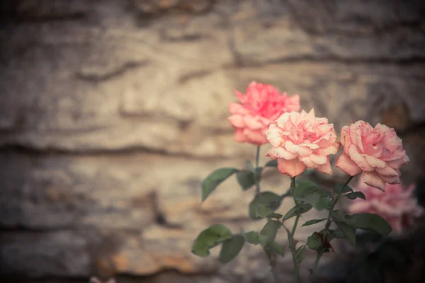 Bild Von Einigen Natürlichen Rosa Rosen — Stockfoto