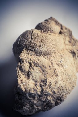 Eski gastropod fosilini yakından çek.