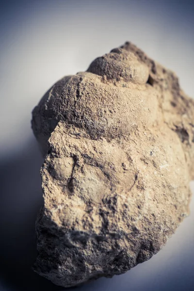 Κοντινό Πλάνο Του Παλαιού Απολιθώματος Γαστερόποδων — Φωτογραφία Αρχείου