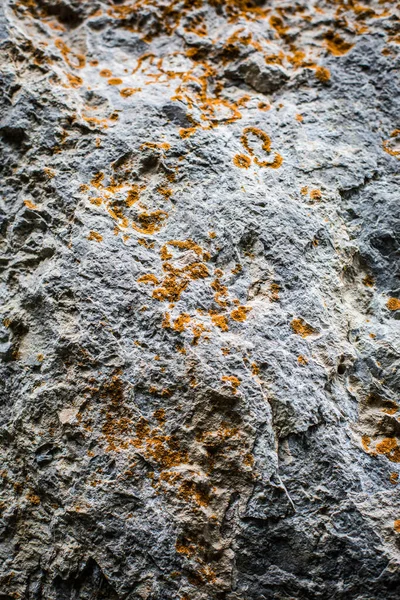 石灰岩の岩のショットを閉じる いくつかの植物がそれに成長します — ストック写真