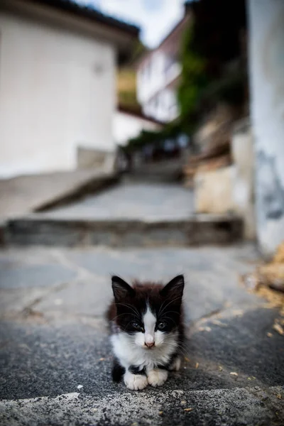 Adorable Black White Kitten Street Shallow Depth Field — Stock Photo, Image