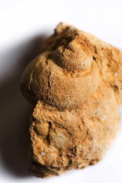 Gros Plan Sur Vieux Fossile Gastéropode — Photo