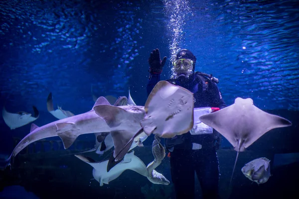 アンタルヤ トルコ 2021年12月30日 スキューバダイバーがトルコのアンタルヤにある水族館でナマズに餌を与えます — ストック写真