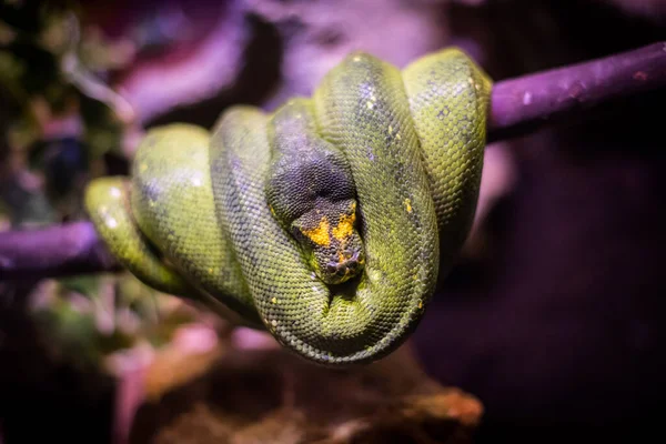 Gros Plan Serpent Boa Vert Dans Arbre — Photo