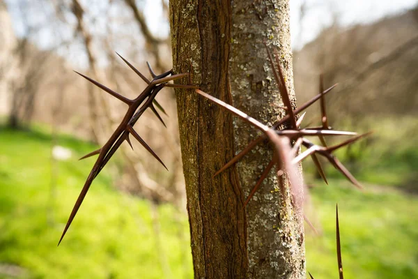 Close Shot Tree Big Thorns — Foto Stock