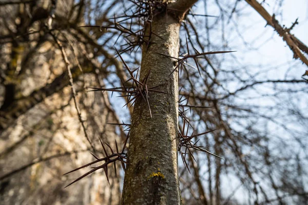 Close Shot Tree Big Thorns — 스톡 사진