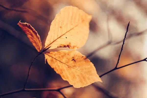 Jesień koncepcja, piękne kolorowe i suszone liście na gałęzi drzewa — Zdjęcie stockowe