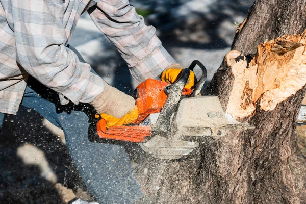 Een Houthakker Zaagt Een Boom Met Een Kettingzaag — Stockfoto