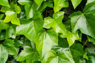 Yeşil yapraklar arka plan, doğa güzelliği bitki deseni, yeşil bitki küçük yapraklar soyut arka plan