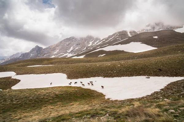 Paisagem nas montanhas com neve e cavalos. — Fotografia de Stock