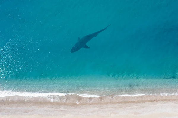 Vista aerea di uno squalo sulla superficie di una riva dell'oceano. — Foto Stock