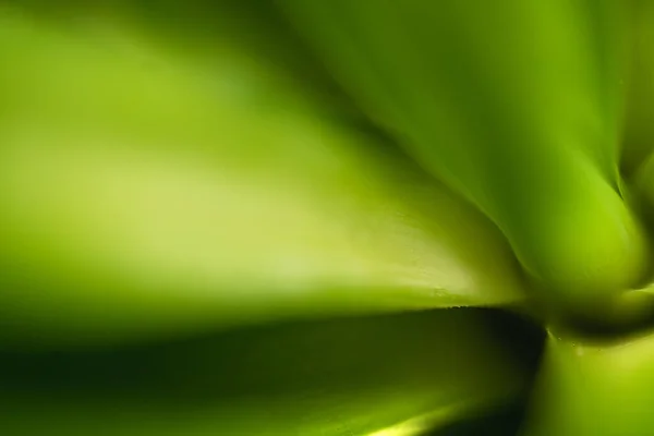 Yeşil bitki arka planının makro fotoğrafı, doğal güzellik, yeşil soyut arkaplan gölgeleri — Stok fotoğraf