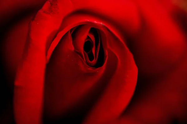 Close up macro photo of scarlet rose for Valentines day ornaments concept background. Love and romance concept. — Stock Photo, Image