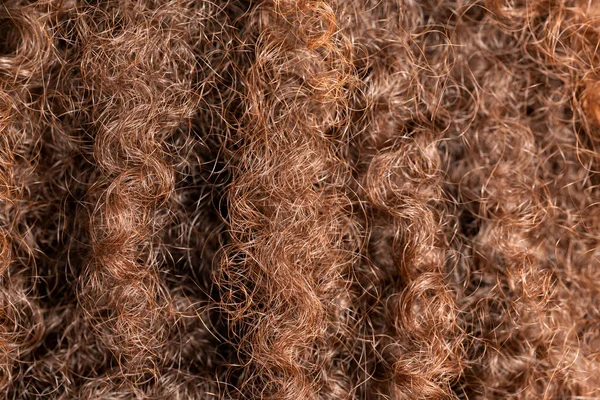 Närbild av lockigt brunt och snygg nypa hår. Hårvård koncept. — Stockfoto