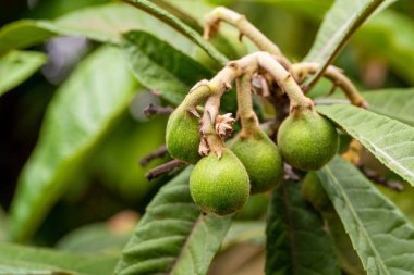 Ağaçtaki olgunlaşmamış lokuat meyvelerinin yakın plan fotoğrafı. Bahar ve yaz meyveleri konsepti.