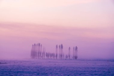 Güzel kış manzarası. Kar üzerinde uzun ağaçlar. Gün batımı renklerinde gökyüzü. Soğuk orman ve kış tatili konsepti. Yüksek kalite fotoğraf