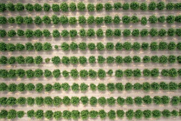 Aerial View Citrus Orchard Top View Lemon Trees Cultivating High — 스톡 사진