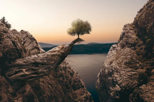 Ένα Μικρό Δέντρο Μεγαλώνει Ένα Τεράστιο Κούτσουρο Ανάμεσα Στα Βουνά — Φωτογραφία Αρχείου