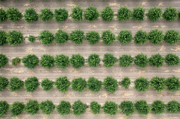 Aerial View Citrus Orchard Top View Lemon Trees Cultivating High — Stok fotoğraf