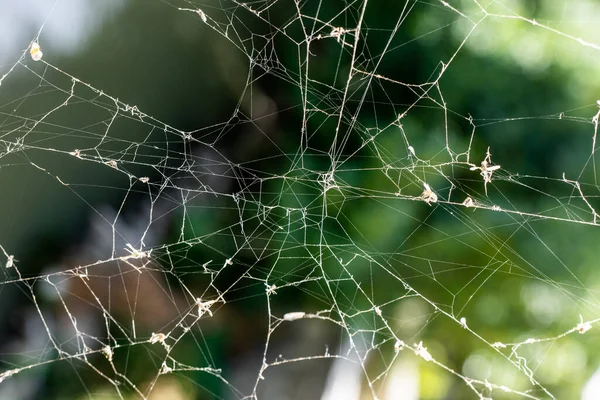 A silky spider web in front of a blurred rain forest view. Beautiful Nature concept. High quality photo