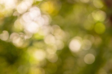 Bokeh yeşilliği ve güneş ışınları ile doğa. Bulanık orman geçmişi. Yüksek kalite fotoğraf