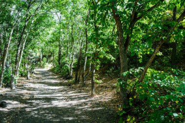 Huzurlu doğal ormanda güzel bir patika. Yüksek kalite fotoğraf