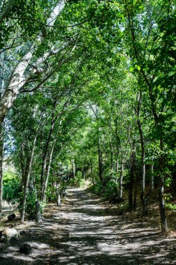 Huzurlu doğal ormanda güzel bir patika. Yüksek kalite fotoğraf