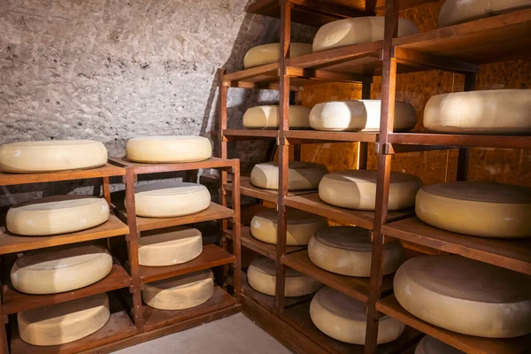 Many Cheese on shelves in a refining cellar in a dairy. Cheese producing and ripening. High quality photo