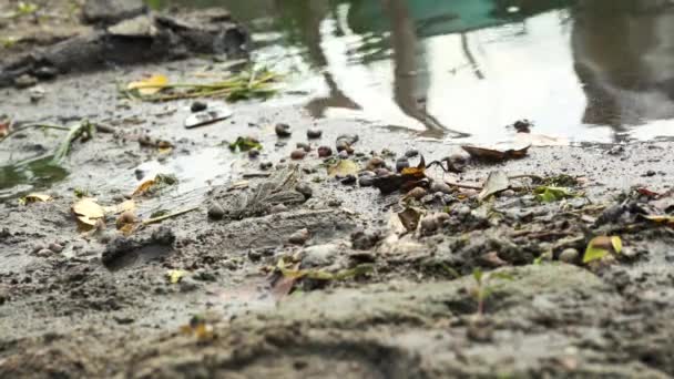 강둑의 두꺼비 — 비디오