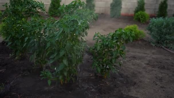 Een man die planten water geeft in zijn tuin. 4k-beelden — Stockvideo