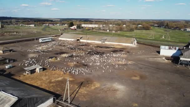 Kaz çiftliği üzerinde hava aracı atışı — Stok video