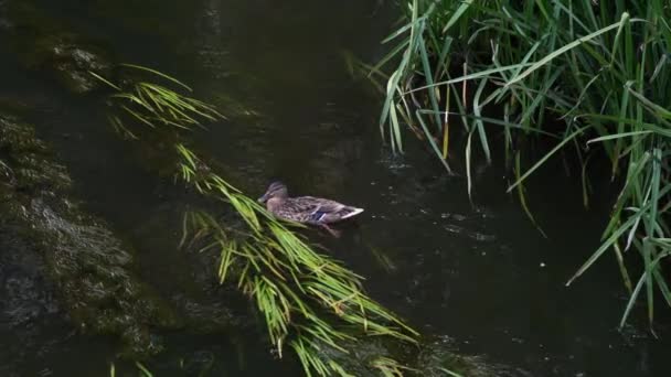 Imágenes de 4k de pato flotando en el río — Vídeos de Stock