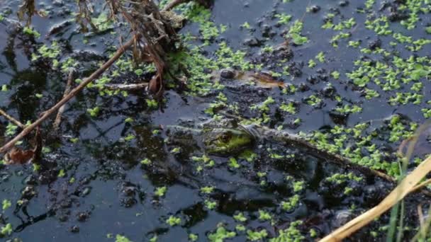 4k个青蛙坐在沼泽地里的镜头 — 图库视频影像