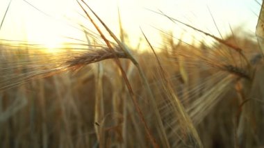 Buğdaylı dikenli dikenlerin 4k görüntüsü