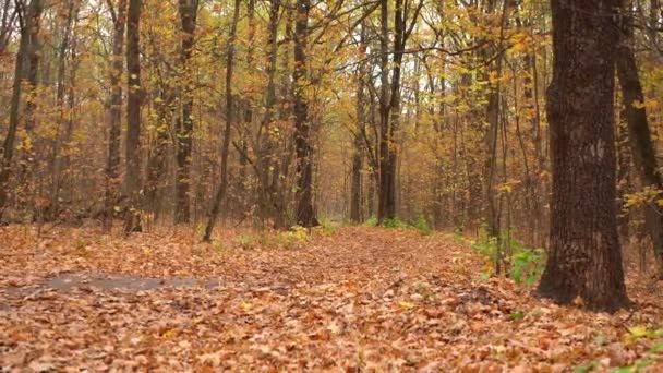 Herfst bos met een pad bedekt met gebladerte — Stockvideo