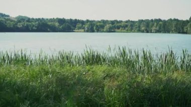 Nehir kıyısının yakınındaki rüzgardan sallanıyor sazlar