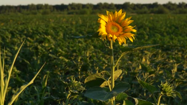 Osamělé slunečnice stojí na zeleném poli — Stock video