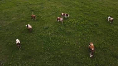 Bir sürü ineği olan yeşil bir arazi. hava atışı