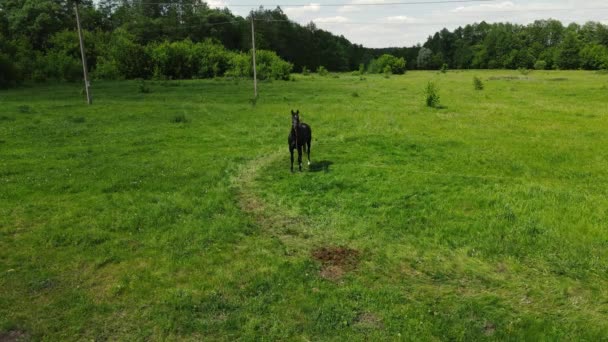 Het paardengras in een groen veld. Schieten vanuit de lucht — Stockvideo