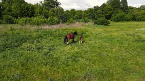 2 cavalos, grandes e pequenos, pastam no campo. tiro aéreo — Vídeo de Stock