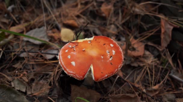 Giftige paddestoel groeit in het bos in de herfst — Stockvideo
