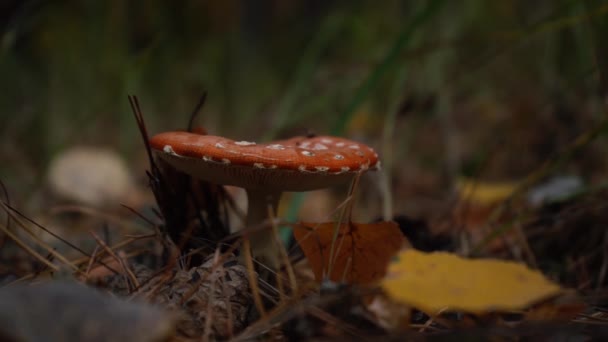 Mosca roja agárica escondida en el bosque de otoño, vista lateral — Vídeos de Stock