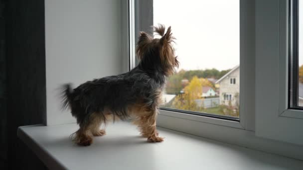 Kleiner yorkshire terrier schaut aus dem fenster, während er auf der fensterbank steht — Stockvideo