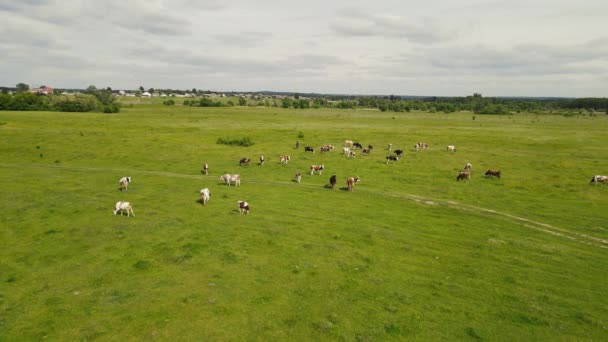 多くの牛が緑の芝生で放牧され — ストック動画