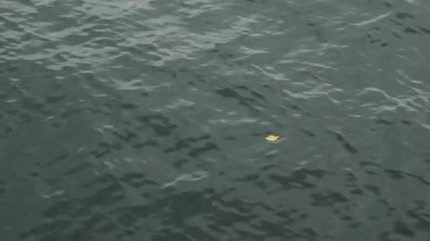 Волнистое море с листьями, вид сверху — стоковое видео