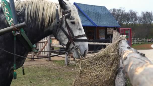 Коні їдять сіно зі спеціальної сінової сітки. Повільна подача сіна дозволяє коням їсти, як це роблять в природі . — стокове відео